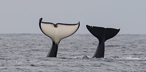 Killer Whale tails, photo by Daniel Bianchetta