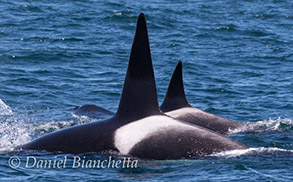 Killer Whales, photo by Daniel Bianchetta