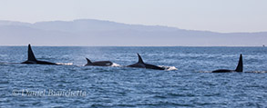 Killer Whales, photo by Daniel Bianchetta