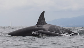 Killer Whale mother and calf, photo by Daniel Bianchetta