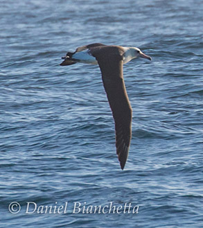 Laysan Albatross, photo by Daniel Bianchetta