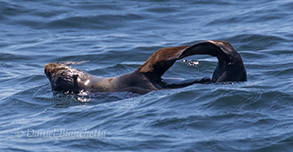 Northern Fur Seal, photo by Daniel Bianchetta