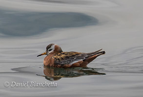 Red Phalarope, photo by Daniel Bianchetta