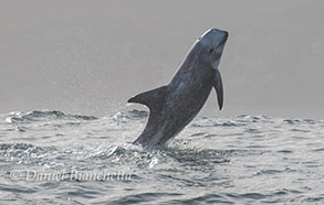 Risso's Dolphin, photo by Daniel Bianchetta