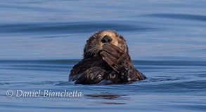 Southern Sea Otter, photo by Daniel Bianchetta