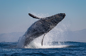 Breaching Humpback Whale, photo by Daniel Bianchetta