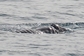 Very young Gray Whale calf, photo by Daniel Bianchetta