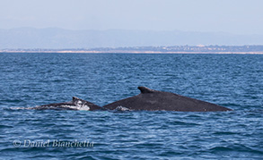 Humpback Whales cow and calf pair, photo by Daniel Bianchetta