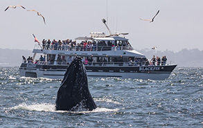 Humpback Whale by the Blackfin, photo by Daniel Bianchetta