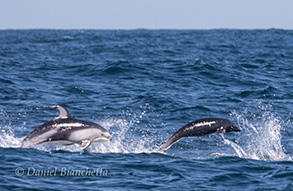 Pacific White-sided Dolphin and Northern Right Whale Dolphin, photo by Daniel Bianchetta