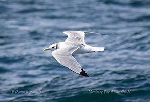 Black-legged Kittiwake, photo by Daniel Bianchetta