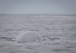 Blue Whale, photo by Daniel Bianchetta