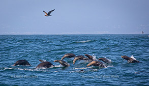 Sea Lions, photo by Daniel Bianchetta