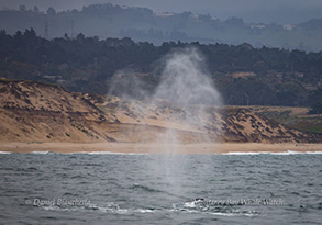 Heart shaped blow from Humpback Whale, photo by Daniel Bianchetta