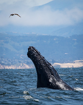 Humpback Whale and gull, photo by Daniel Bianchetta