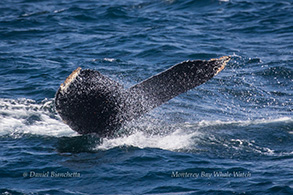 Humpback Whale tail, photo by Daniel Bianchetta