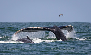 Humpback Whales, cow/calf pair, photo by Daniel Bianchetta