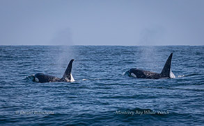 Killer Whales Bumper and Orion, photo by Daniel Bianchetta