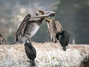 Brown Pelicans and Brandt's Cormorants , photo by Daniel Bianchetta
