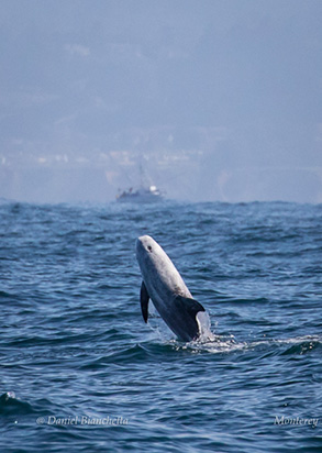 Risso's Dolphin, photo by Daniel Bianchetta