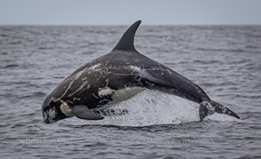 Risso's Dolphin, photo by Daniel Bianchetta