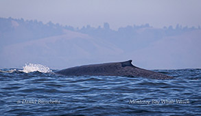 Blue Whale photo by Daniel Bianchetta