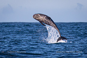 Breaching Risso's Dolphin photo by Daniel Bianchetta