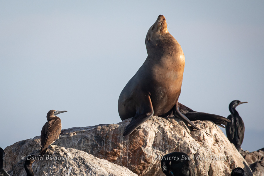 Brown Booby California Sea Lion Brandts Cormorant photo by Daniel Bianchetta