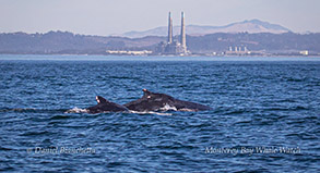 Humpback Whales photo by Daniel Bianchetta