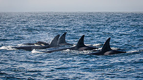 Killer Whales (Orcas) photo by Daniel Bianchetta