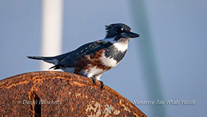Kingfisher photo by Daniel Bianchetta