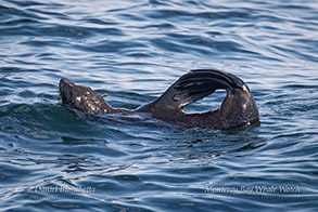Northern Fur Seal photo by Daniel Bianchetta