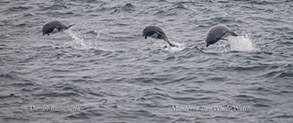 Northern Right Whale Dolphins photo by Daniel Bianchetta