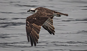 Osprey photo by Daniel Bianchetta