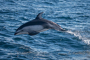 Pacific White-sided Dolphin photo by Daniel Bianchetta
