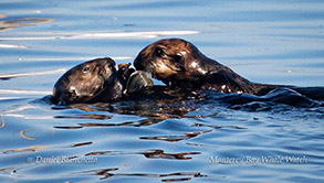 Southern Sea Otter mom and pup photo by Daniel Bianchetta