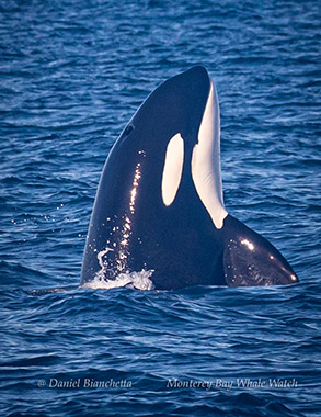Spyhopping Killer Whale photo by Daniel Bianchetta