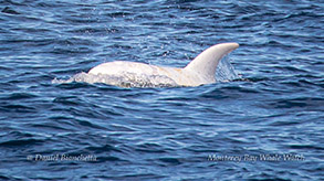 White Risso's Dolphin Casper photo by Daniel Bianchetta