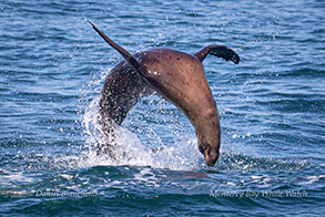 Acrobatic California Sea Lion photo by Daniel Bianchetta