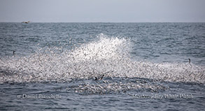 Anchovies photo by Daniel Bianchetta