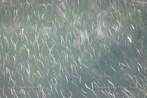 Anchovies photo by Daniel Bianchetta
