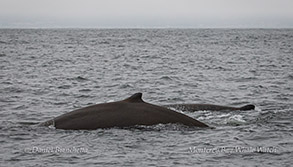 Baird's Beaked Whales photo by Daniel Bianchetta