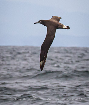 Black-footed Albatross photo by Daniel Bianchetta