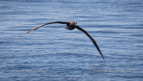 Black-footed Albatross photo by Daniel Bianchetta