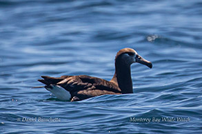 Black-footed Albatross photo by Daniel Bianchetta