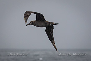 Black-footed Albatross photo by Daniel Bianchetta