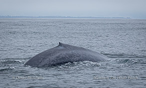Blue Whale photo by Daniel Bianchetta