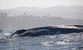 Blue Whale photo by Daniel Bianchetta