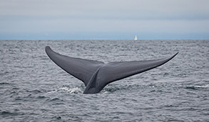 Blue Whale tail photo by Daniel Bianchetta