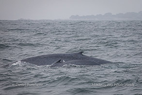 Blue Whales cow and calf photo by Daniel Bianchetta